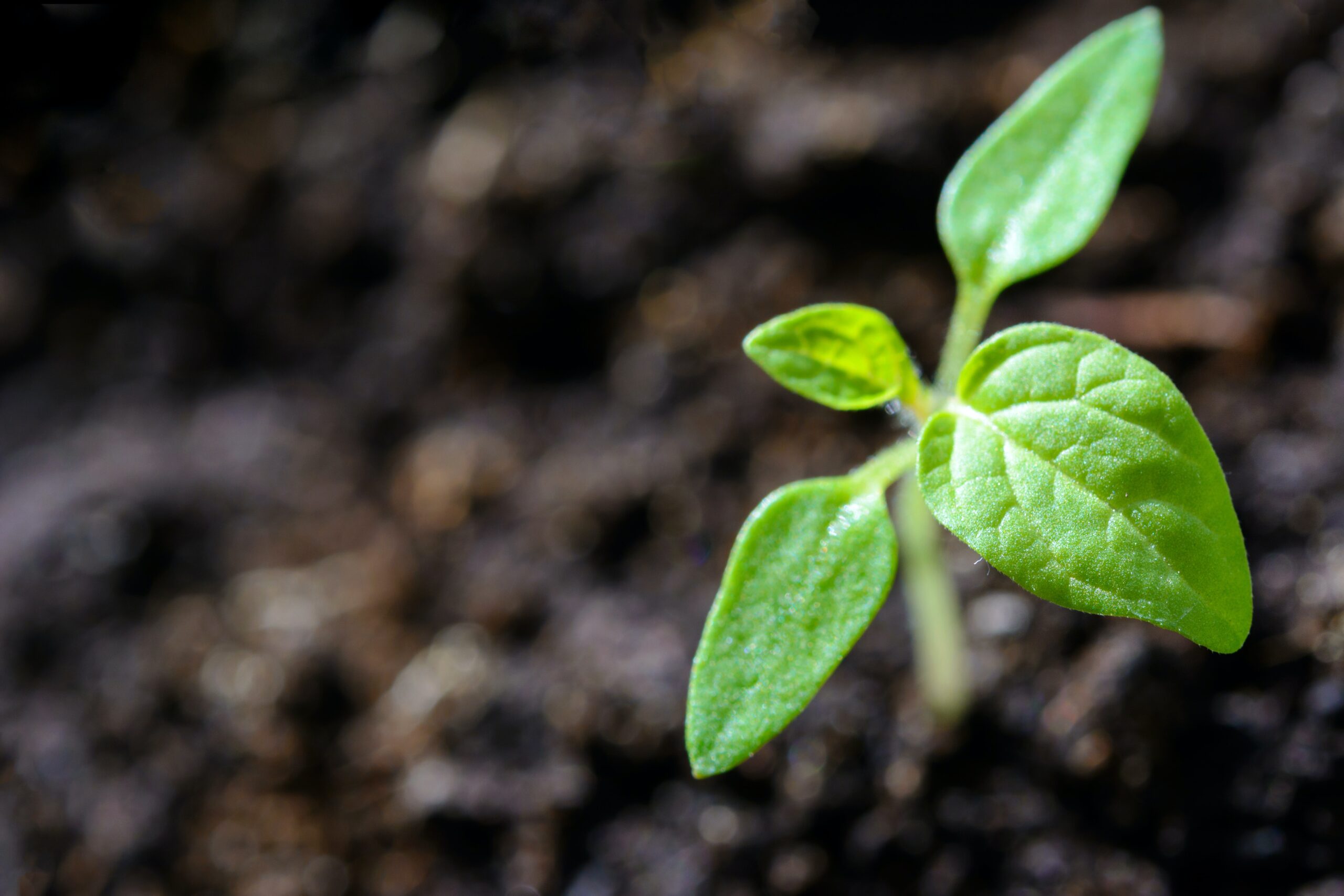 Por que o nutricionista da alimentação coletiva precisa adequar-se às práticas ESG?